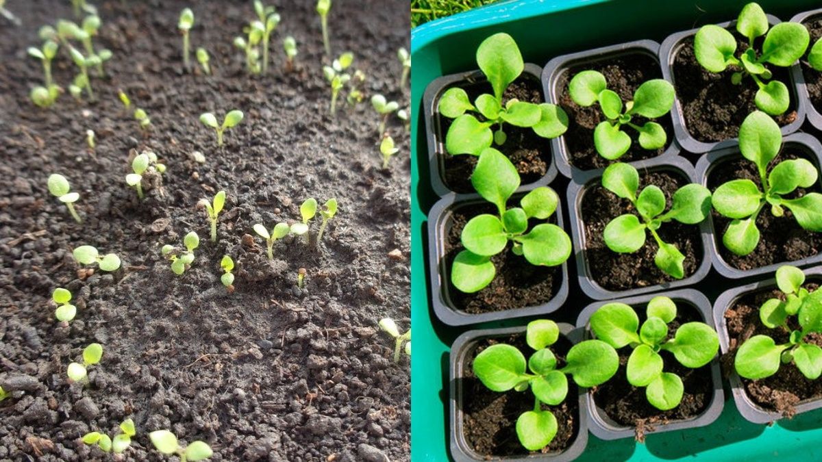 ��� ��������� ���������� �������: ��� ��������� ������ �������� ��� ������� �������