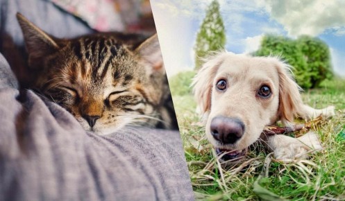 Память животных: открытие ученых о собаках и кошках