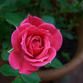 Почему желтеют листья вашей розы: основные причины и эффективные решения