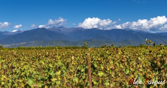 Кахетинские вина: солнечное наследие Грузии