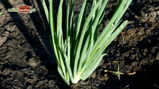 ��� ��������� ������� ��� �� ����: ��� ������� ������