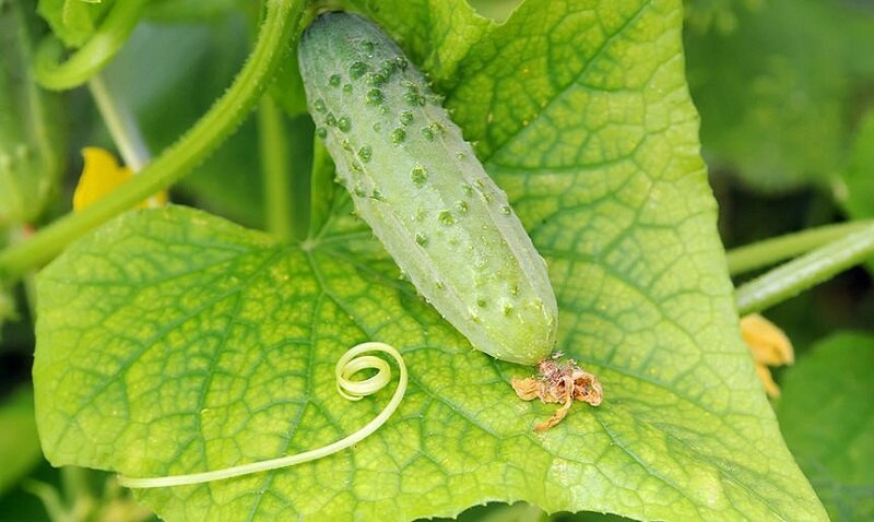 Как сохранить здоровье огурцов и избежать пожелтения листьев без химии