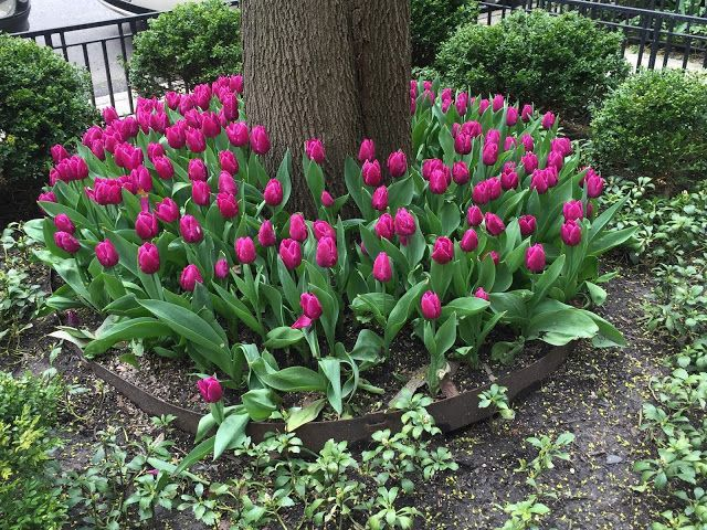 Тюльпаны на вашем участке: как сделать их цветение восхитительным