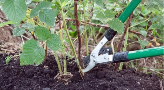 Как правильно обрезать малину после сбора урожая