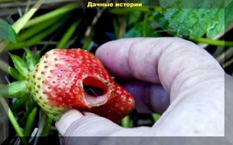 ����������� ������ ������ �� ��������: �������� ��� ������ ���� ���� ������