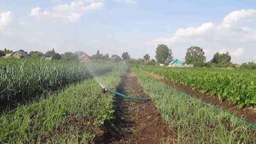 Как добиться богатого урожая лука: советы по идеальному поливу