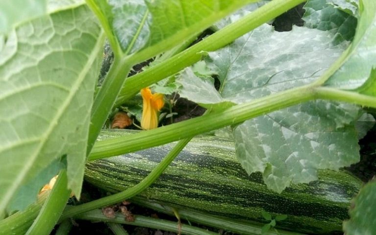 Почему стоит добавить кабачки в свой рацион?