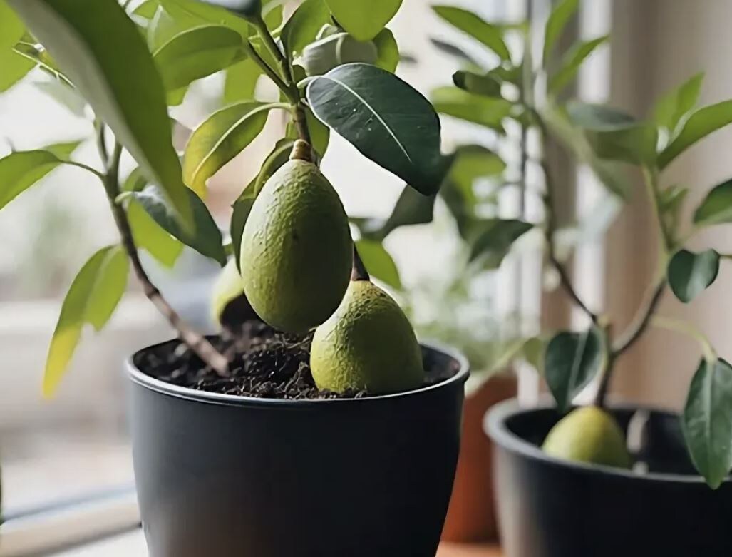 Как вырастить авокадо из косточки: три увлекательных метода для каждого садовода