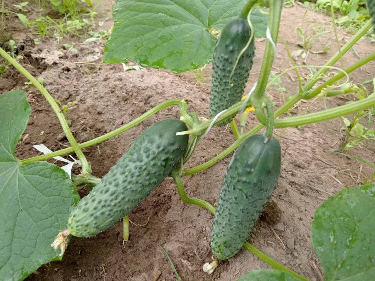 Огурцы на пике: как осень влияет на ваш урожай