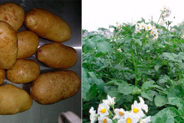 Картофель Сифра: причины выбрать этот сорт в 2025 году