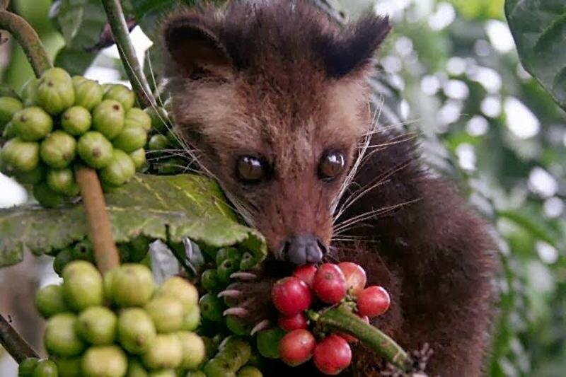 Индонезия: между кофейными деликатесами и вулканическими чудесами