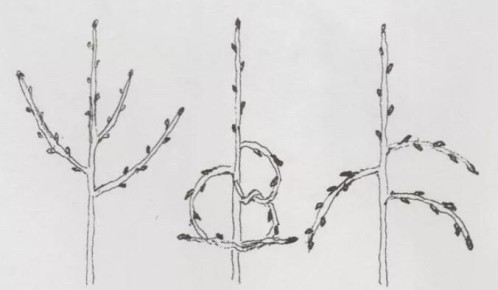 Эффективное закручивание побегов: секреты формирования плодовых деревьев