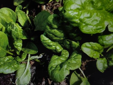 Весенний сад: что сажать в апреле для раннего урожая