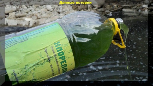 Оживляем семена: как хлорелла помогает в агрономии