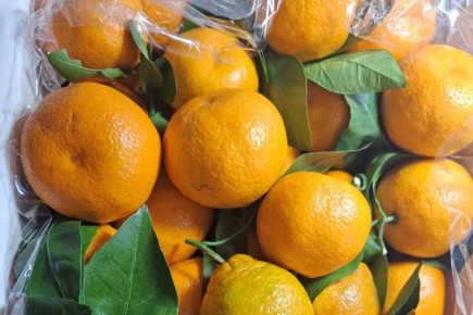 Цитрусовый бум в УрФО