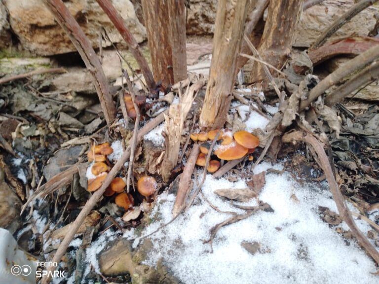 ������ �����: ����� ������� ����������� � �������