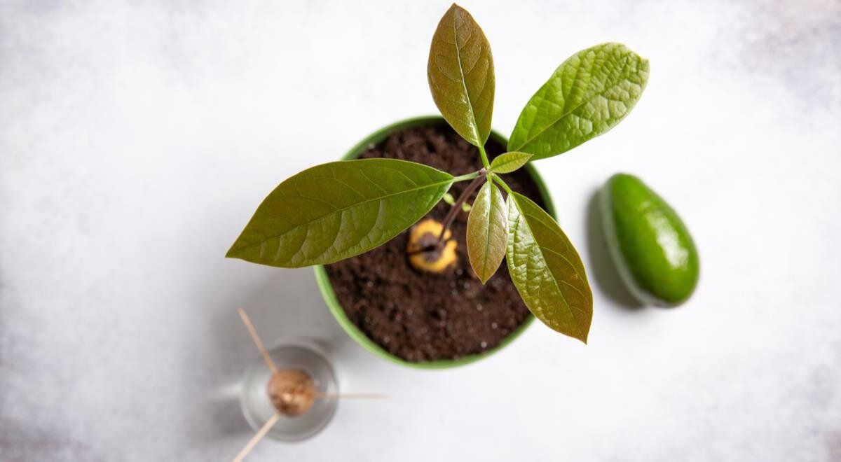 ������������� �������: ��� ���������� �������� ����� � �������