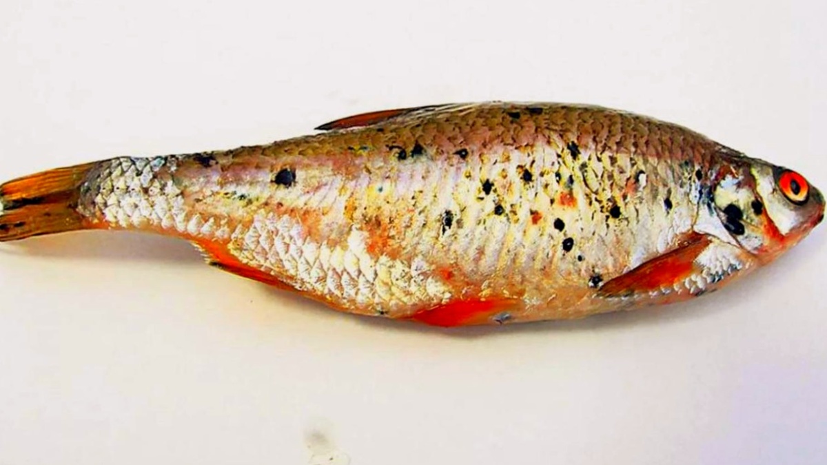 Черные точки на рыбе: истинная природа и пищевые рекомендации