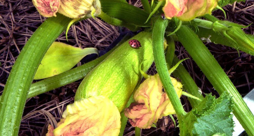 �������: ����� ���� ������� ��� ���������� �����?