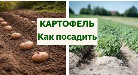 Как правильно посадить картофель: советы для успешного урожая