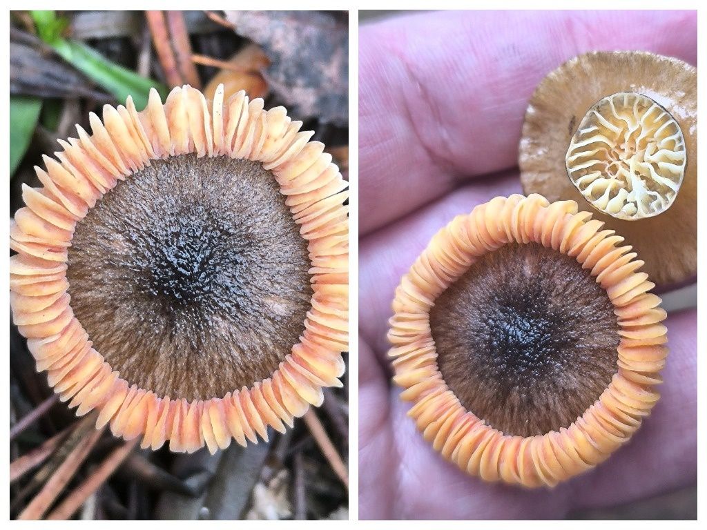 ������� ���������� ����-��������� � ���� ������