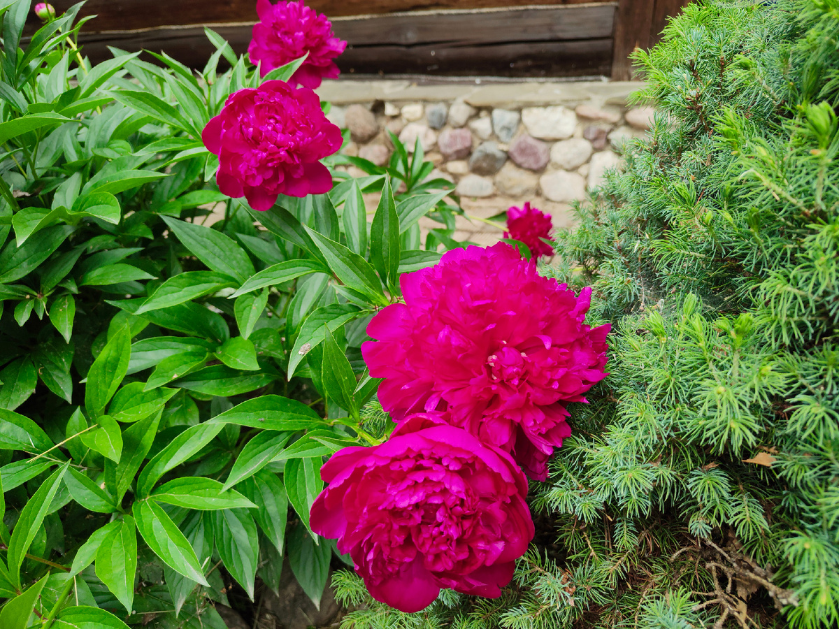 Что на столе одинокой женщины: меню для четырех дней