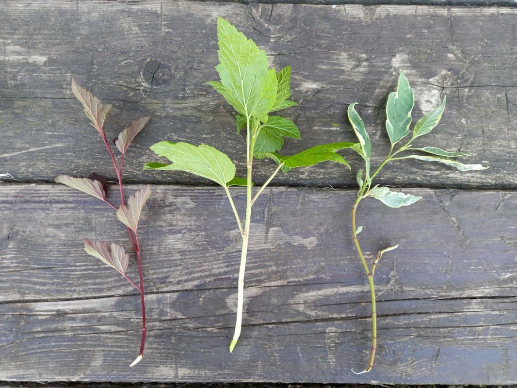 ��� ��������� ����������� ���: ������� ��������� ���������� ������