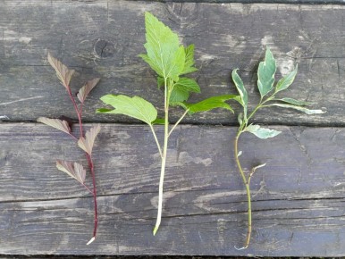 ��� ��������� ����������� ���: ������� ��������� ���������� ������