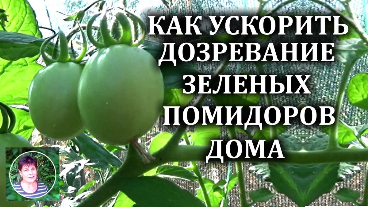 Как ускорить созревание зеленых помидоров: лучшие советы для дачников