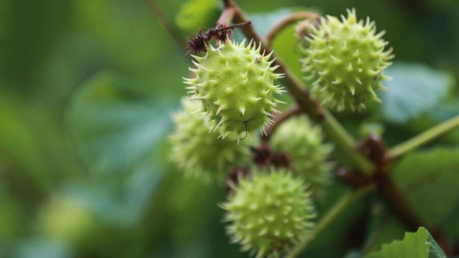 ��������� ������������� ������� ��������: ������� � ��������� ������