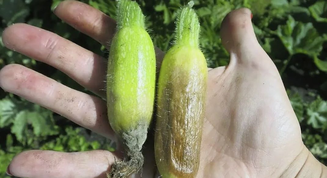 Как защитить кабачки от гниения на грядке: советы для огородников