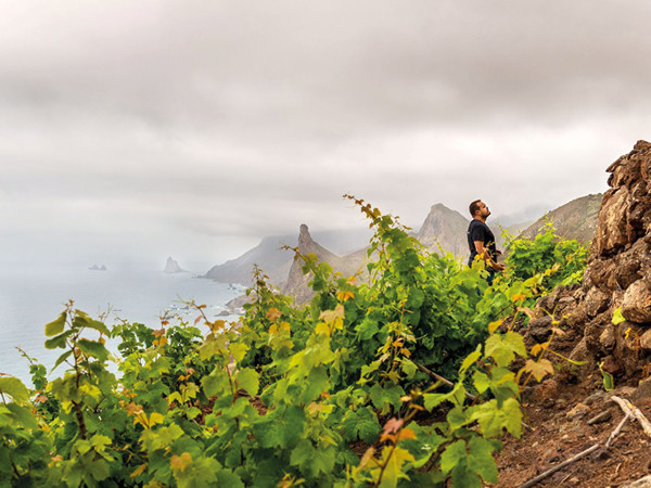 Тенерифе: Вино с Высоты Птичьего Полета