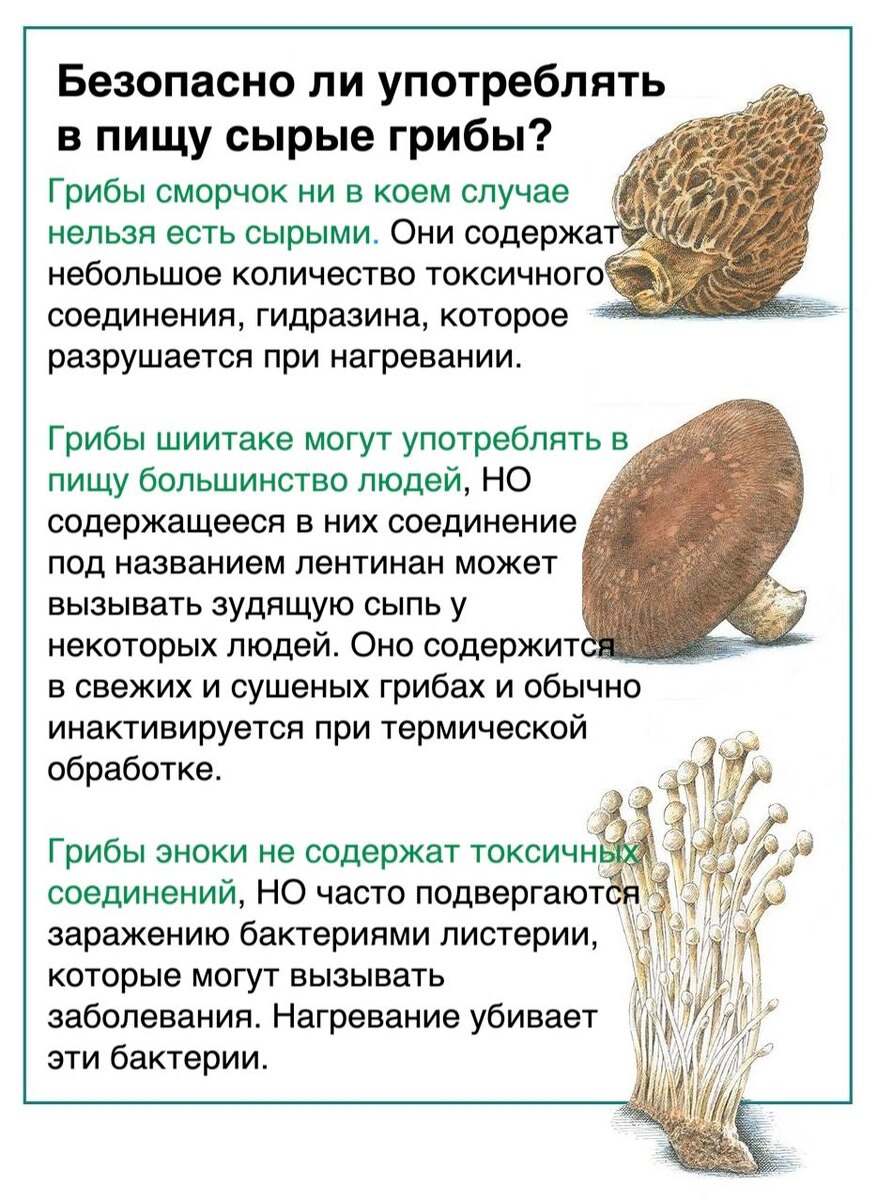 Съедобны ли сырые грибы? Важные моменты для гурманов