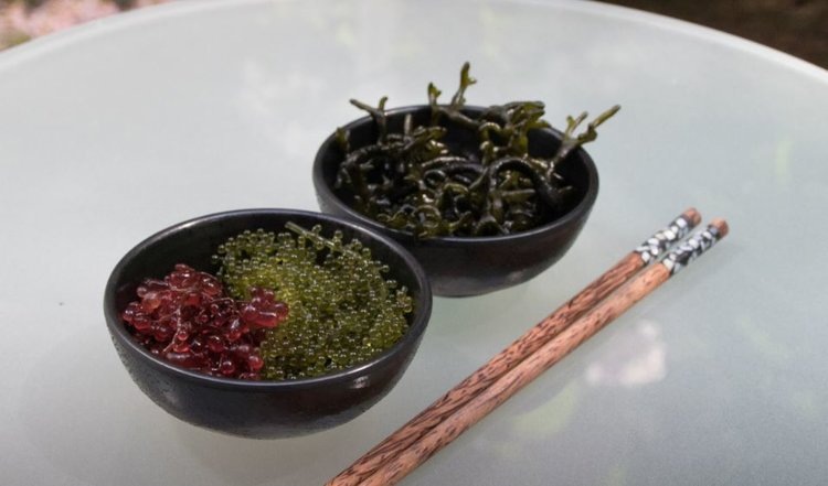 Морские водоросли: сокровище океана для здоровья