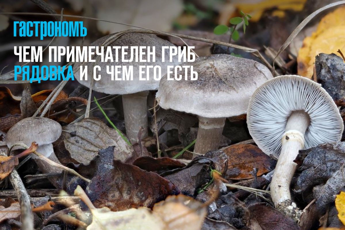 Все о рядовках: полезные свойства и кулинарные советы