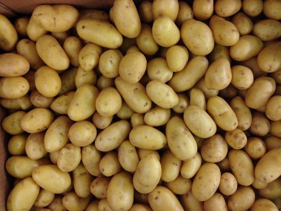 Почему картошка становится водянистой: топ-5 распространенных ошибок