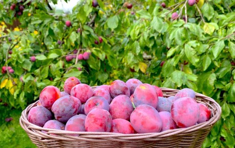 ������ � ������� ����� �� ������� ��� ������� ��������