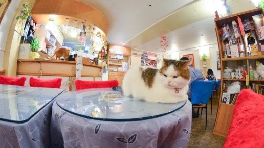 Котокафе: от Японии до мира