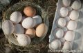 Интригующие факты о куриных яйцах