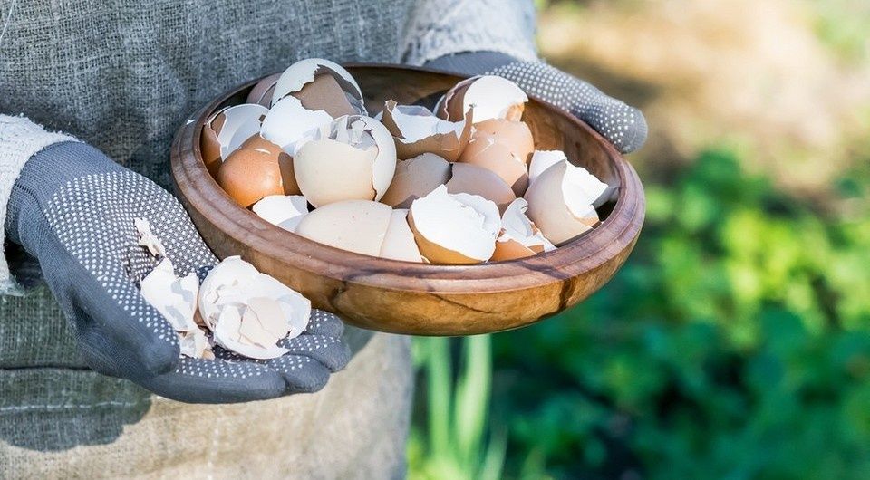 Яичная скорлупа в садоводстве: старые секреты для новых успехов