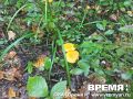 Грибные рекорды и сочная земляника: нижегородцы делятся находками